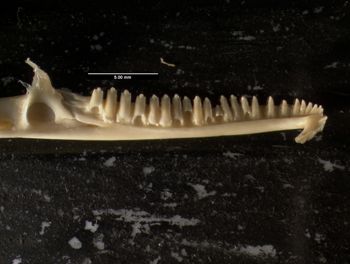 Media type: image;   Herpetology R-20611